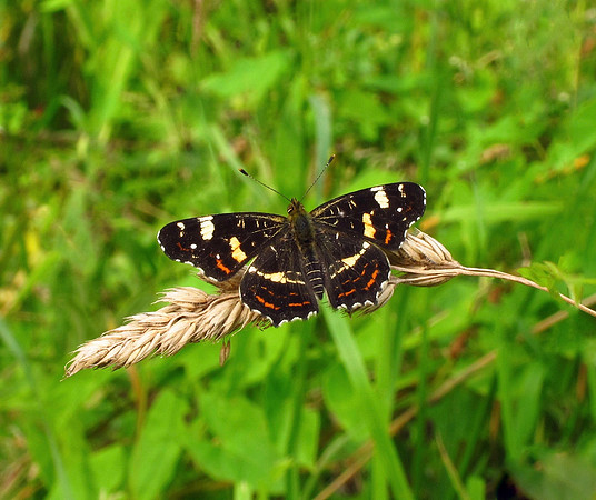 Map Butterfly