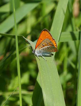 Large Copper