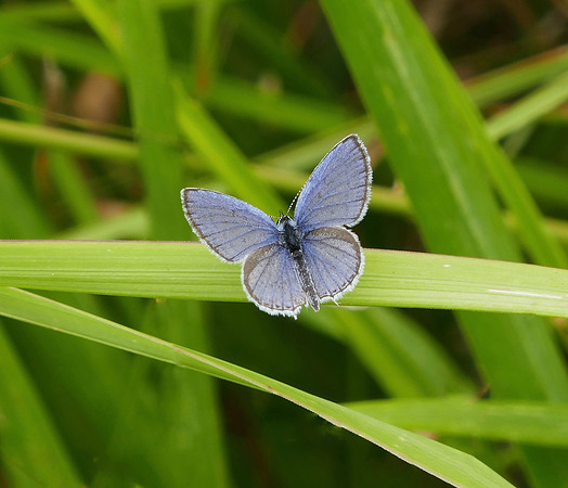 Short-tailed Blue