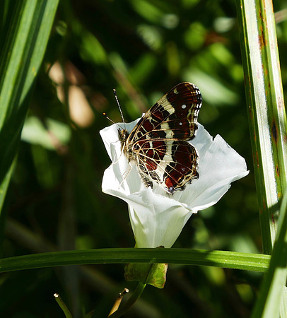 Map Butterfly