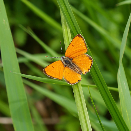 Large Copper
