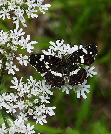 Map Butterfly