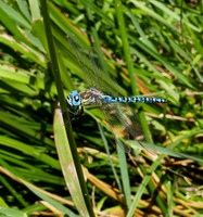 Blue-eyed Hawker