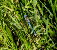 Blue-eyed Hawker