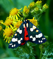 Moths