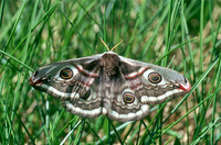Emperor Moth