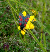 Five-spot Burnet