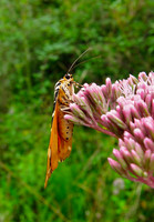 Jersey Tiger