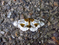 Clouded Magpie