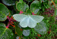 Large Emerald