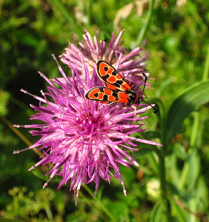 Auspicious Burnet