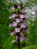 Lady Orchid