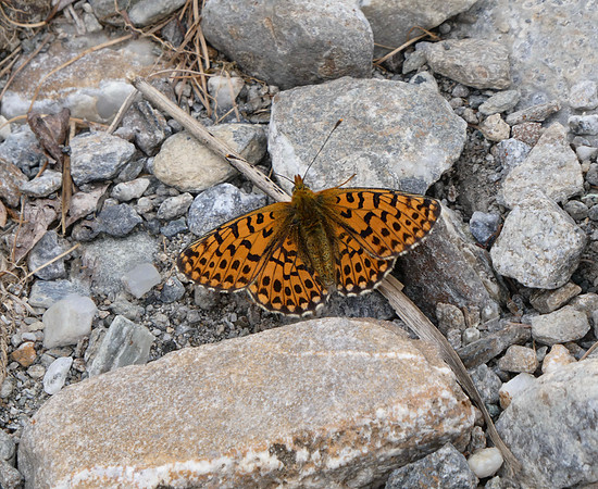 Pearl-bordered Fritillary