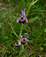 Late Spider Orchid