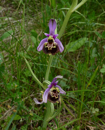 Late Spider Orchid