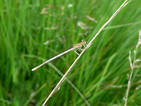 Blue Featherleg [White-legged Damselfly] immature