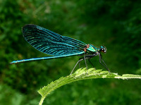 Beautiful Demoiselle