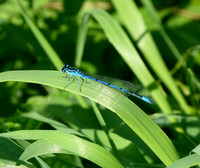 Azure Damselfly