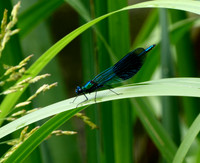 Banded Demoiselle