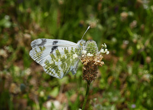 Green-striped White