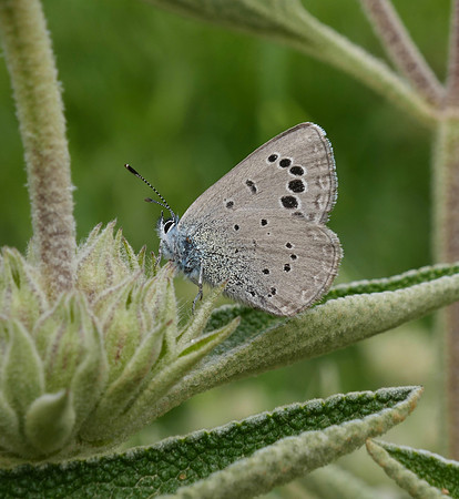 Black-eyed Blue