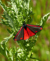 Cinnabar