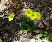 Bermuda-buttercup