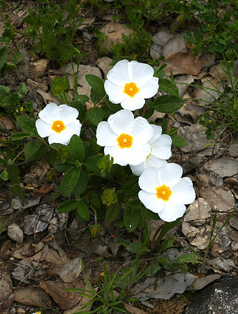 Sage-leaved Cistus
