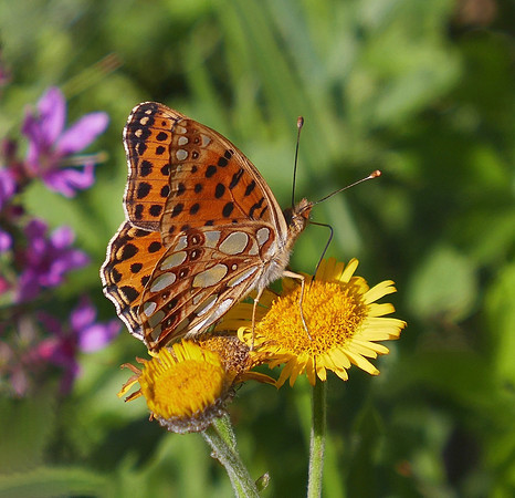 Queen of Spain Fritillary