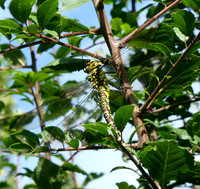 Blue [Southern] Hawker