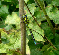 Blue [Southern] Hawker