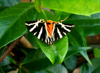 Jersey Tiger