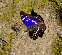 Butterflies, European H-P