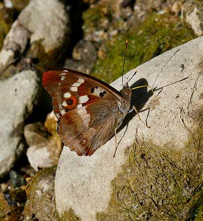 Lesser Purple Emperor