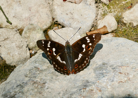 Lesser Purple Emperor