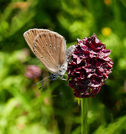 Dusky Large Blue
