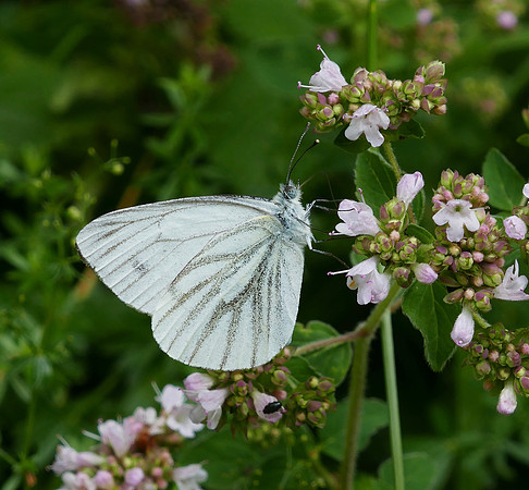 Green-veined White [summer brood]