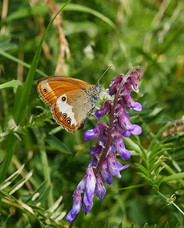 Pearly Heath