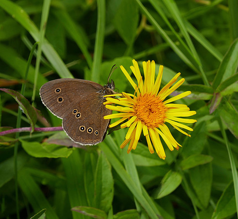 Ringlet