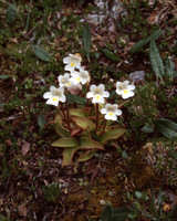 Alpine Butterwort