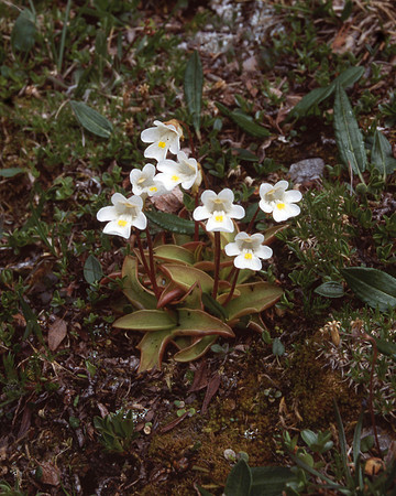 Alpine Butterwort