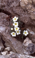 Alpine Rock Jasmine