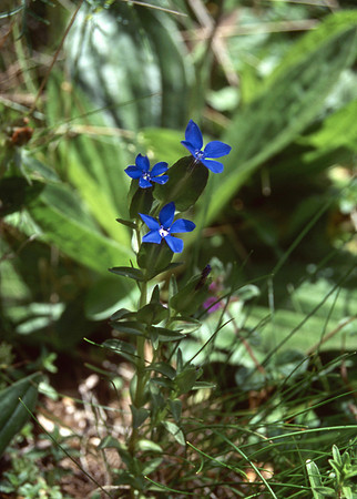 Snow Gentian