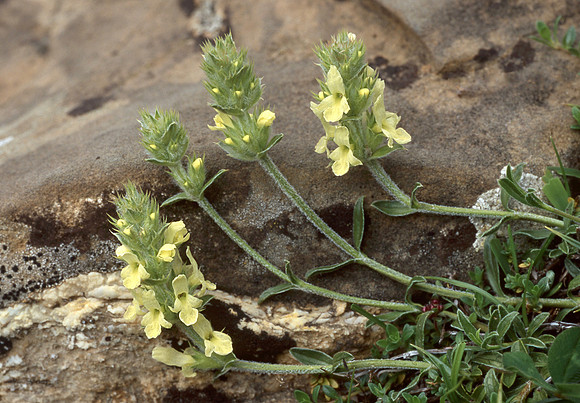Sideritis
