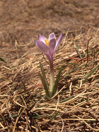Spring Crocus