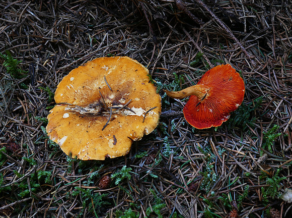 Orange Web Cap