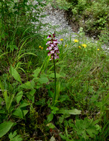 Lady Orchid