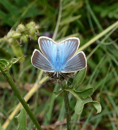 Damon Blue
