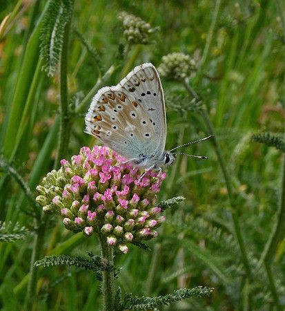Chalkhill Blue