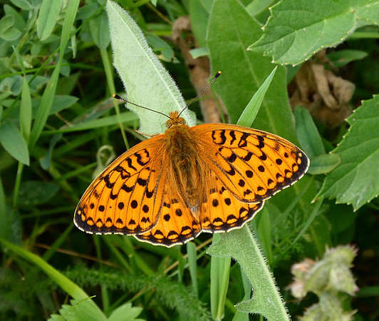 Dark Green Fritillary